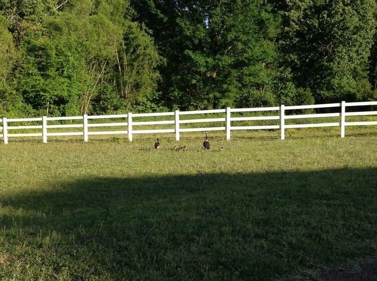 مبيت وإفطار Meadow View Farm