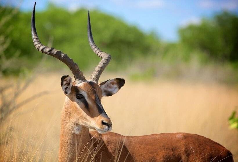 בית מלון כפרי Zwahili Game Lodge & Spa