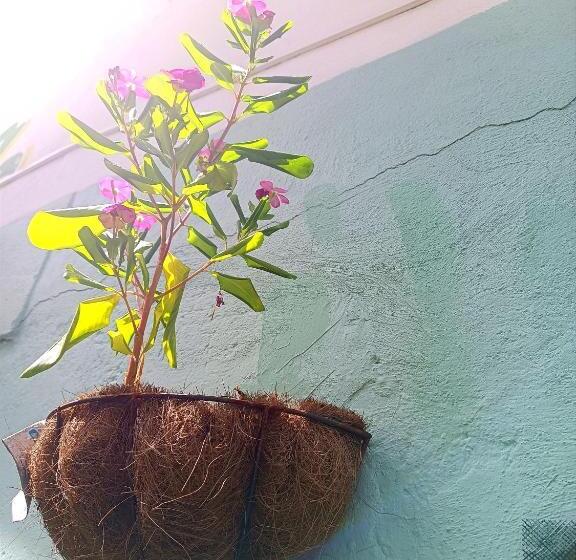 پانسیون Room In House   Posada Nativa Green Sea San Luis