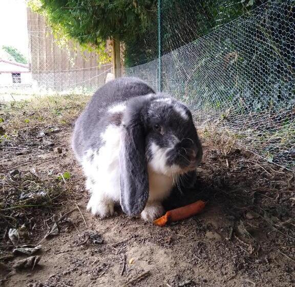 ベッドアンドブレックファースト Chambres D Hôtes Du Ranch