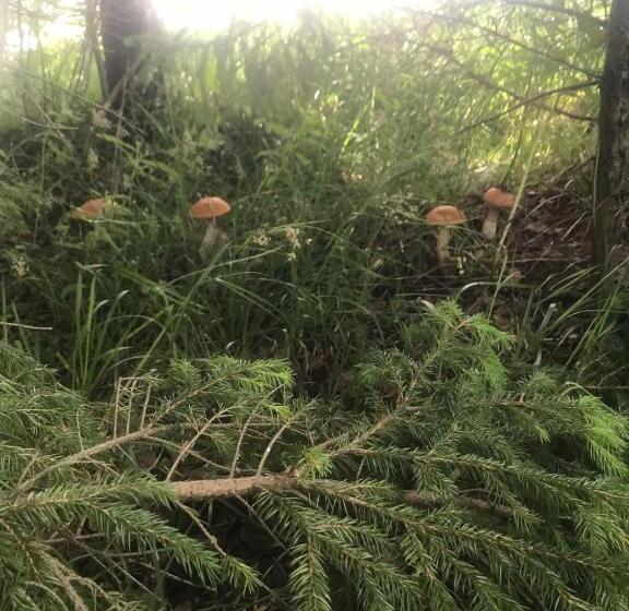 ペンション у олега