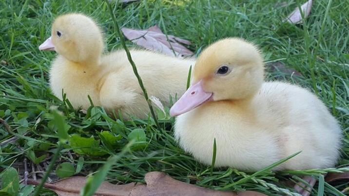 پانسیون Twins Farm