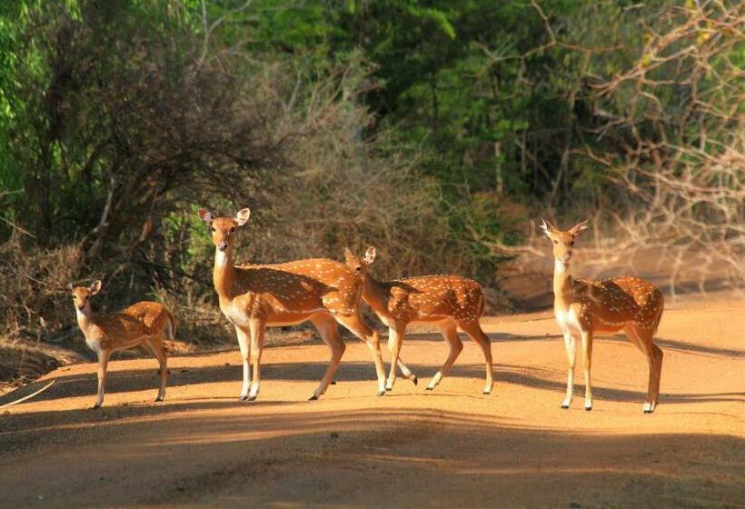 فندق Leopard Corridor Yala