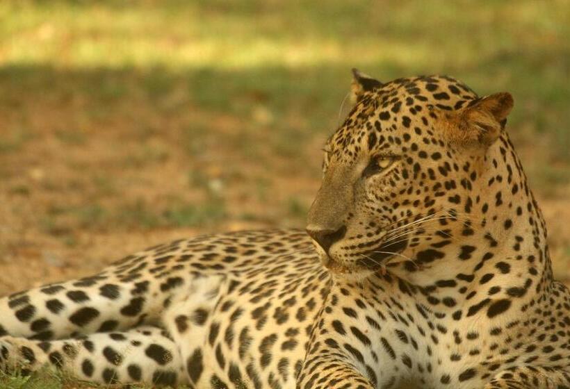 Отель Leopard Corridor Yala