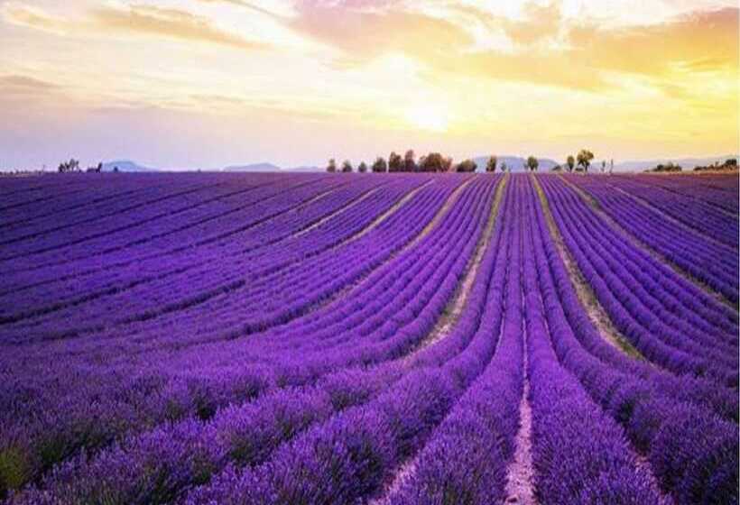 فندق Lavanta Villa