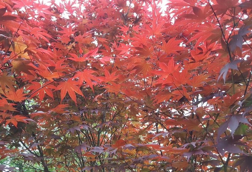 住宿加早餐  Hummingbird Inn