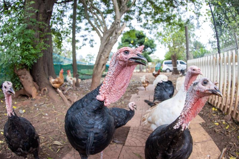 پانسیون Batchelor Butterfly Farm