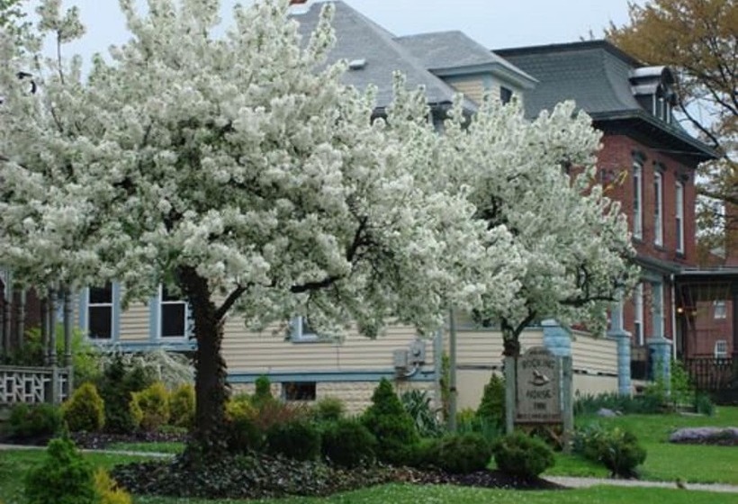 Rocking Horse Inn  Bed And Breakfast