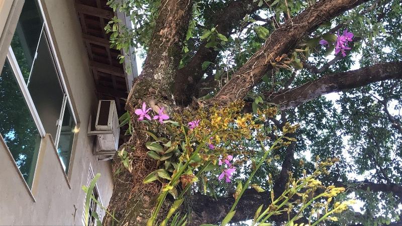 Отель Pousada Calliandra