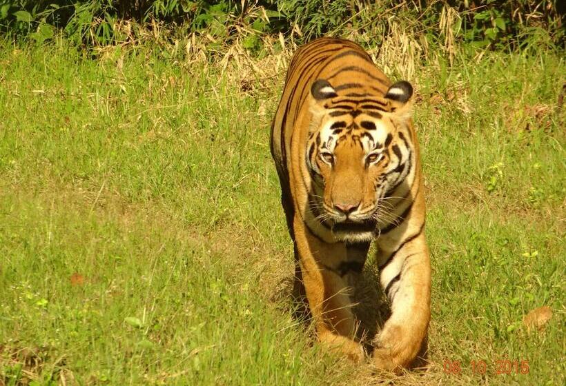 ホテル Windsor Tiger Resort
