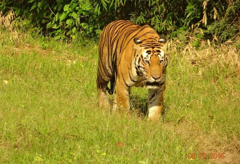 ホテル Windsor Tiger Resort