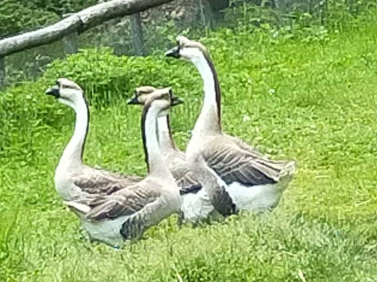 فندق ريفى Agriturismo La Vecchia Chioderia