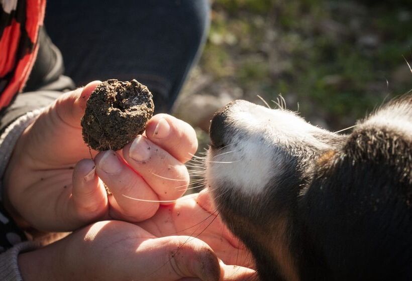 בית מלון כפרי La Ferme Chapouton   Teritoria