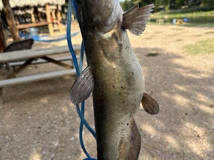 11 Blue River Camp   Glamping Cabin