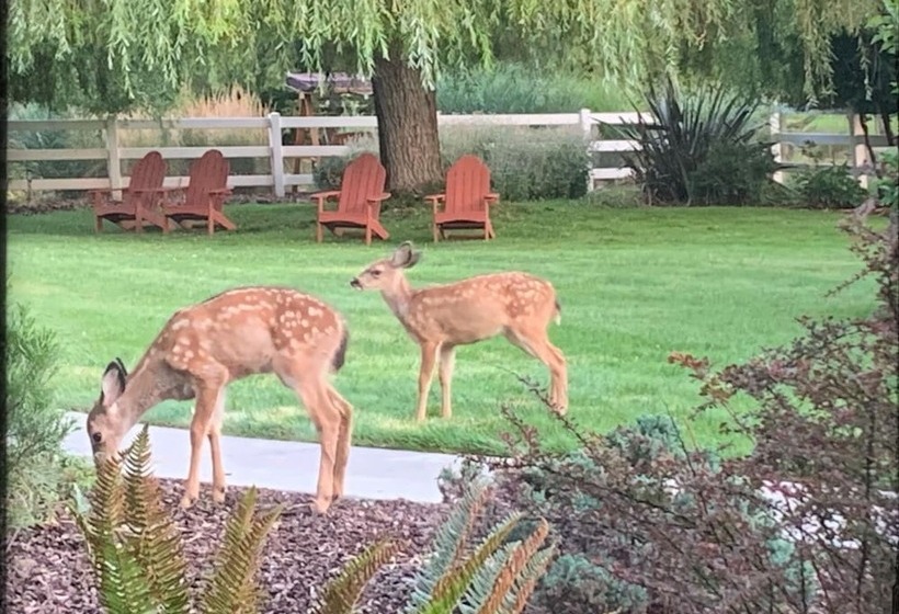تختخواب و صبحانه Country Willows Inn And Estate