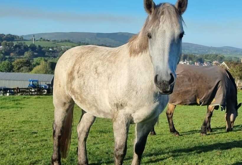 إقامة Captivating & Cosy 4 Bedroom House In Magherafelt