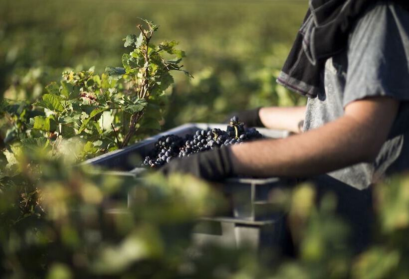 פנסיון Domaine Gille