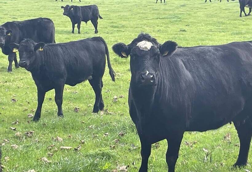 דירת נופש Beautiful 3 Bed House In Sunny Killough Down