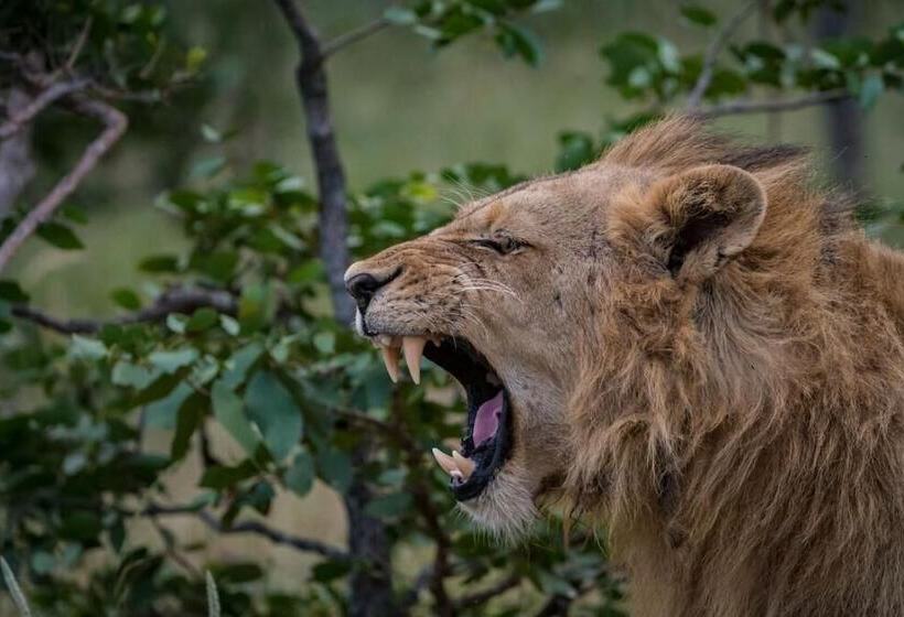 ホテル Safari Moon Luxury Bush Lodge