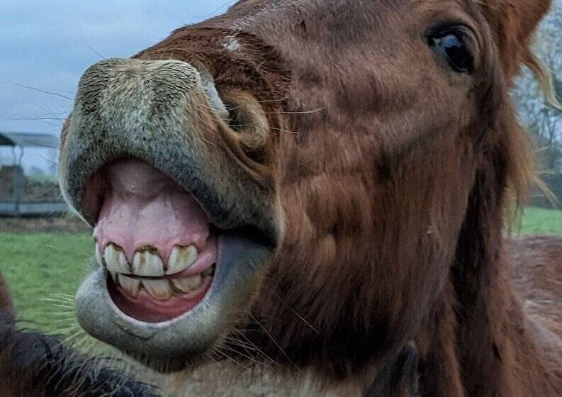 بنسيون Le Gîte Du Haras D Havetot