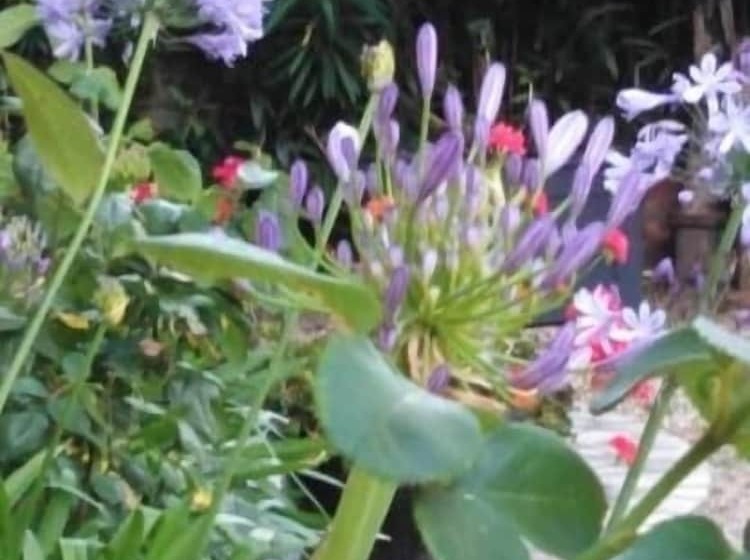 פנסיון Les Hortensias