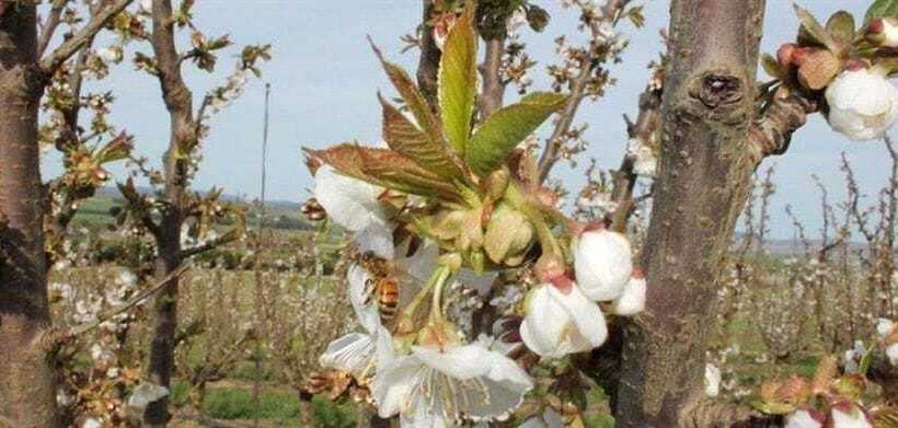 צימר Somercotes