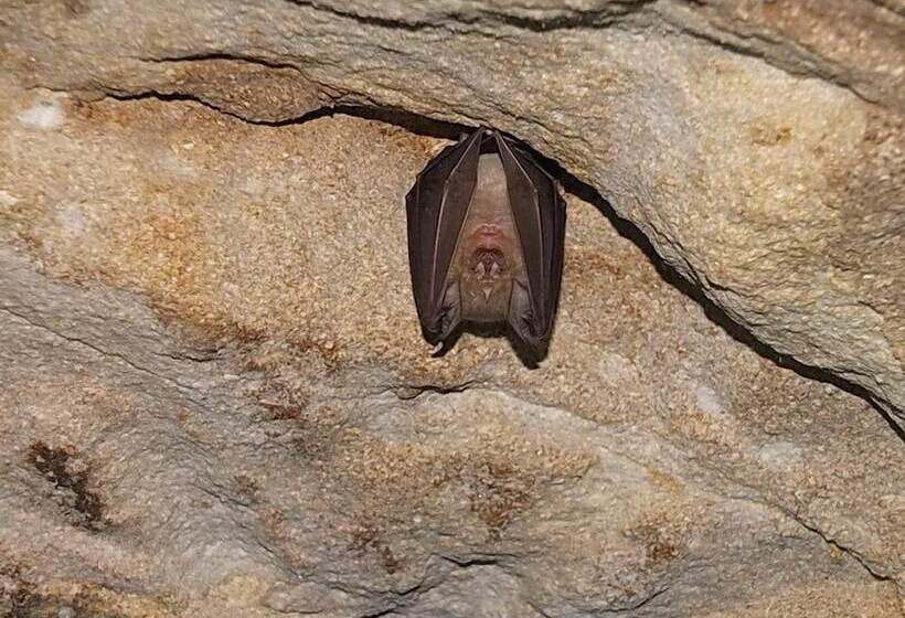 בית מלון כפרי Vouni King