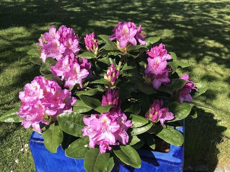 Bed and Breakfast Villa Grande