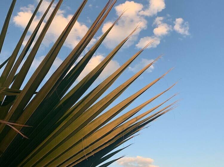 بنسيون Bhavana Gokova