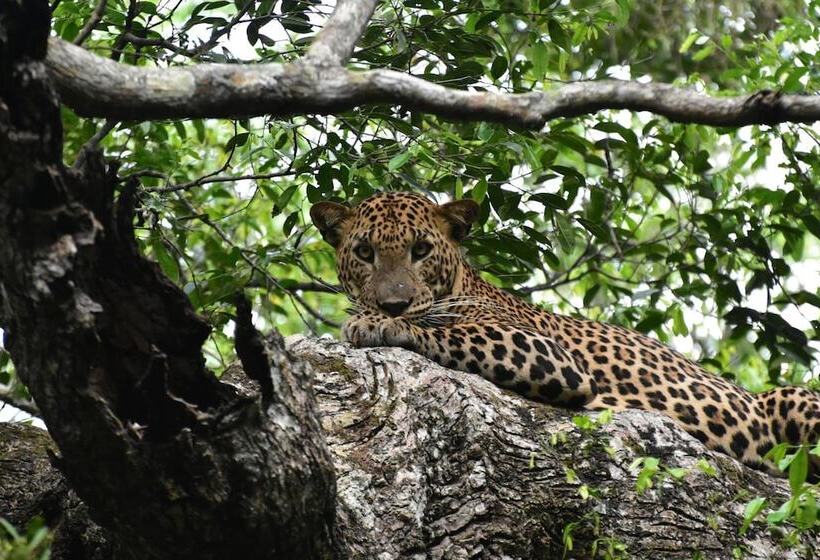 בית מלון כפרי Thamaravila Wilpattu Luxury Tented Villa