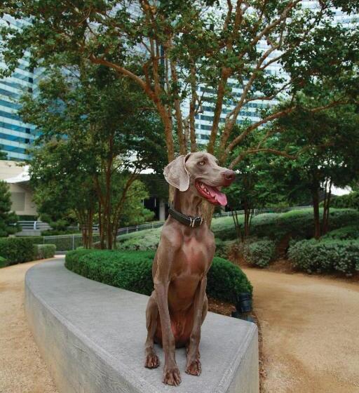 Fotos del hotel Vdara  & Spa At Aria Las Vegas:  8