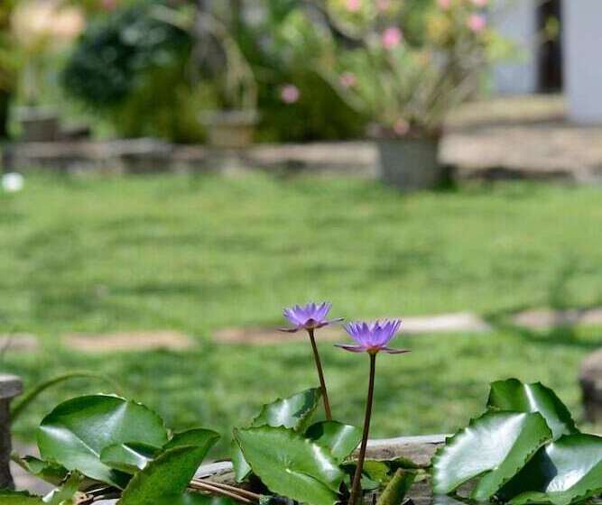 هتل Warahena Walauwa