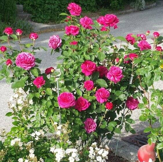 ホテル Gasthof Zur Grossen Linde