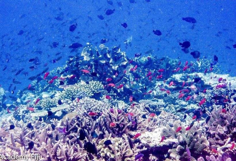 هتل Viani Bay Resort At Dive Academy Fiji