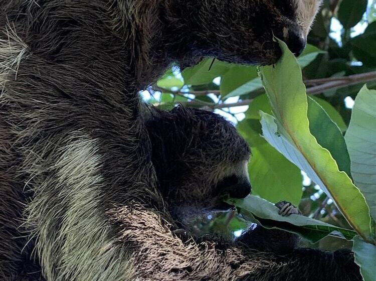 فندق Alta Vista Amazon Lodge