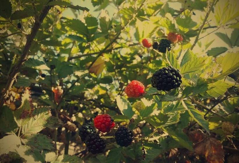 هتل Rubus