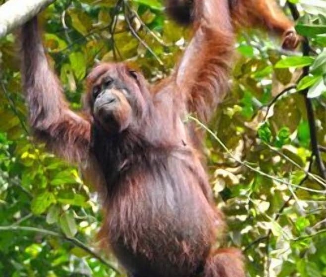 酒店 Singgahmata Holidays Camp