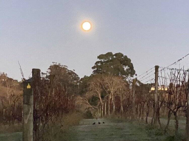 Vineyard Cottages Kumeu