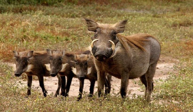 هتل Fathala Wildlife Reserve