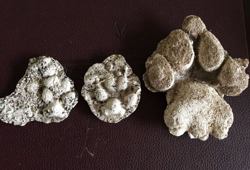 ホテル Baobab Ridge Private Lodge