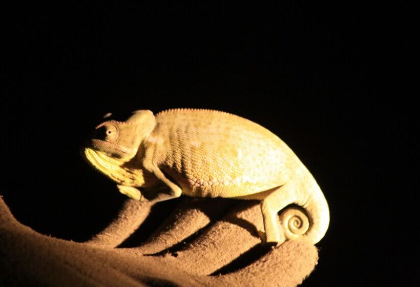 ホテル Baobab Ridge Private Lodge