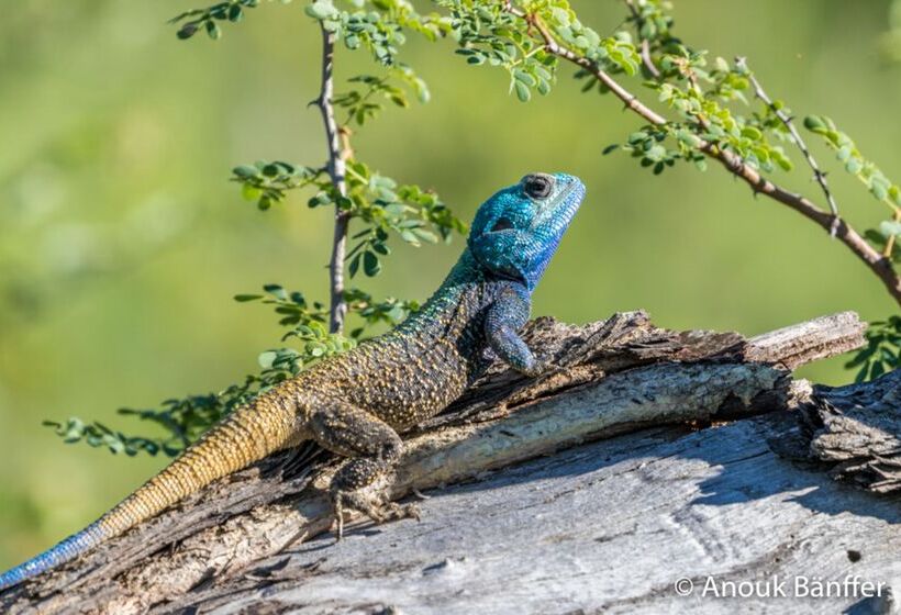 ホテル Baobab Ridge Private Lodge