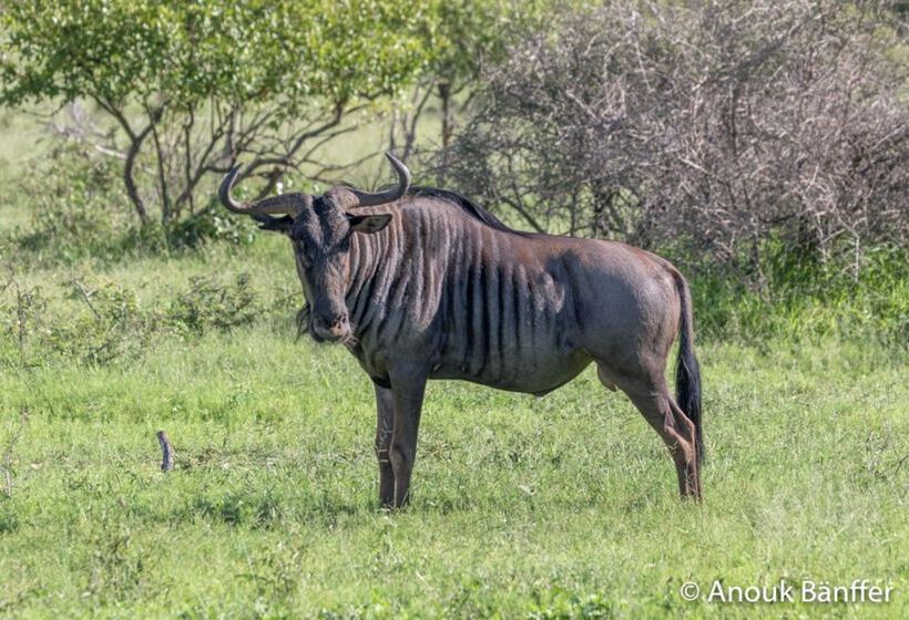 ホテル Baobab Ridge Private Lodge