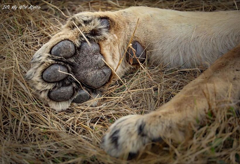 ホテル Baobab Ridge Private Lodge