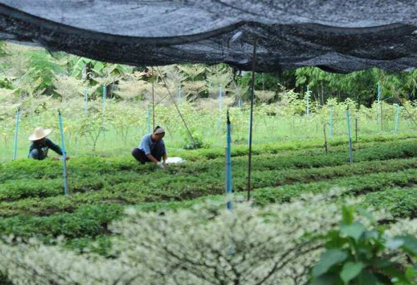 هتل Racha Herb Gardens