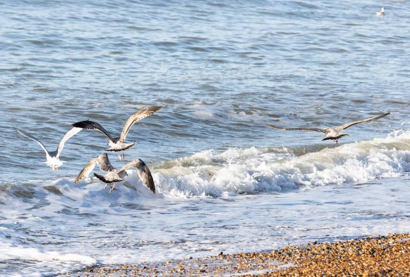 فندق The Relais Cooden Beach