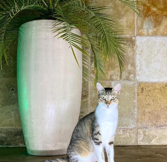 צימר Villa Corsica