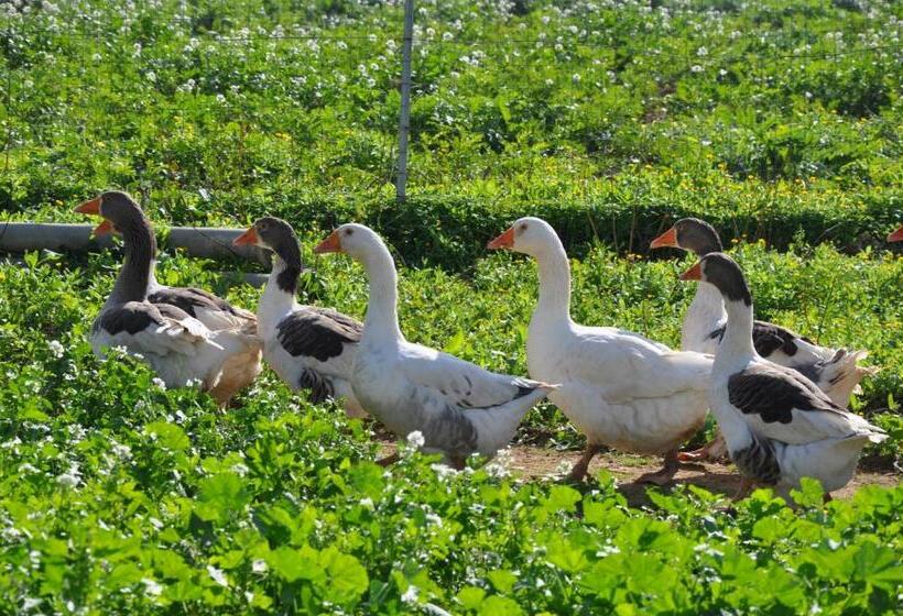 هتل Duca Di Castelmonte