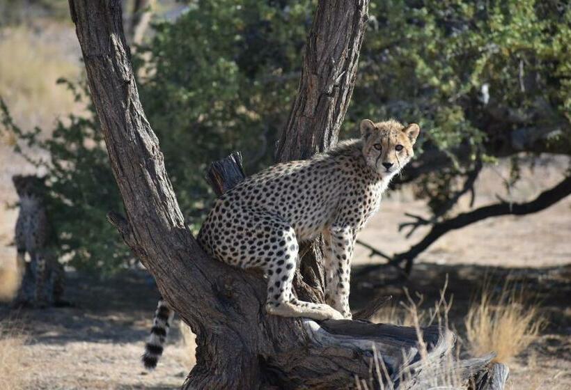 酒店 Solitaire Lodge