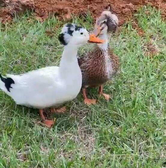 هتل Sunrise Guamal